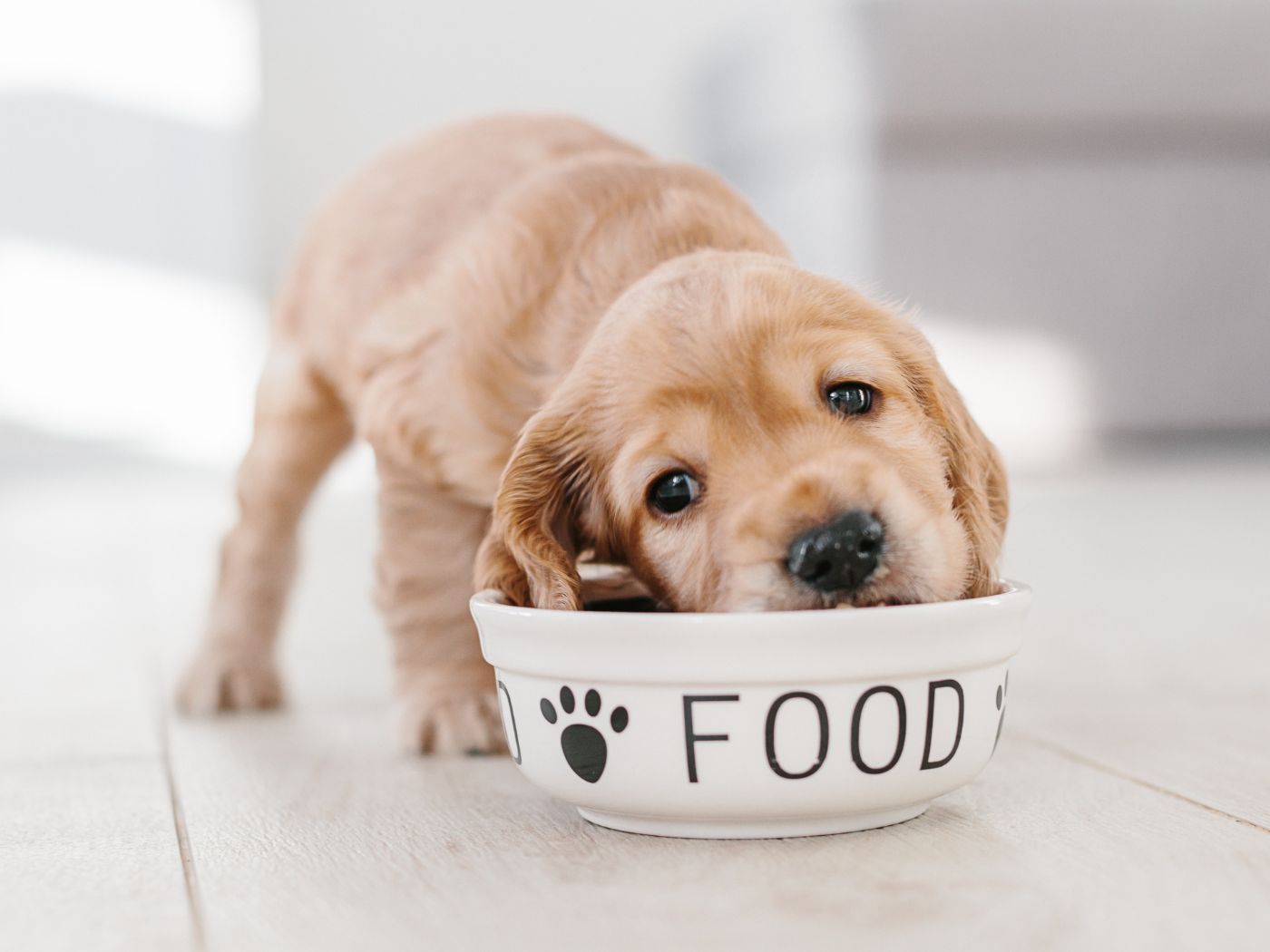 Best food hotsell for retriever puppy