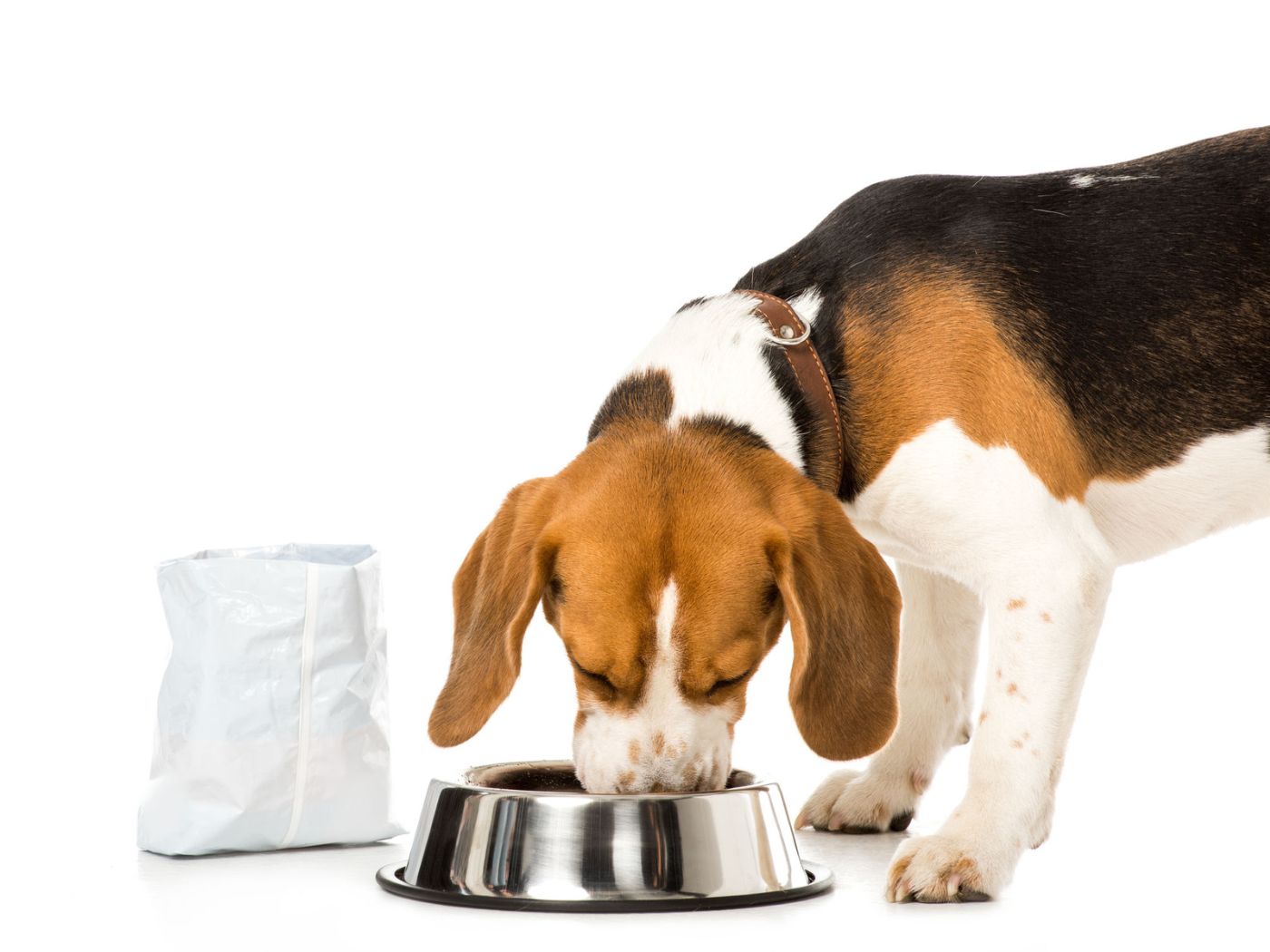 How to safely store and handle dog food