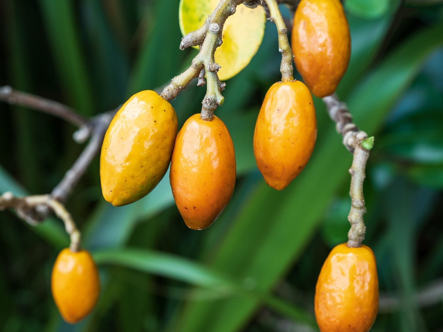 Bright orange Karaka berries which are toxic to dogs